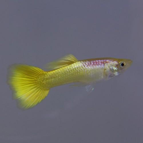 Poecilia reticulatus, Lebistes reticulatus - Guppy male Golden Yellow